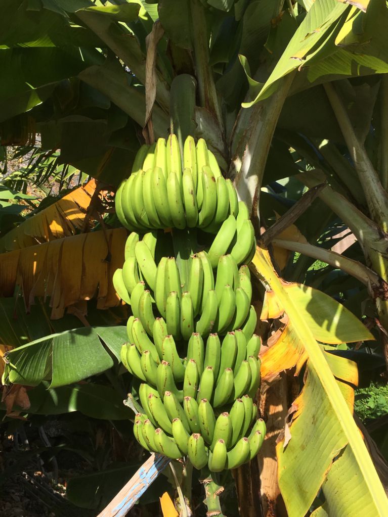 A bunch of bananas A bunch of bananas