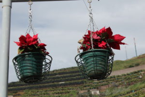 Camara de Lobos Christmas flowers