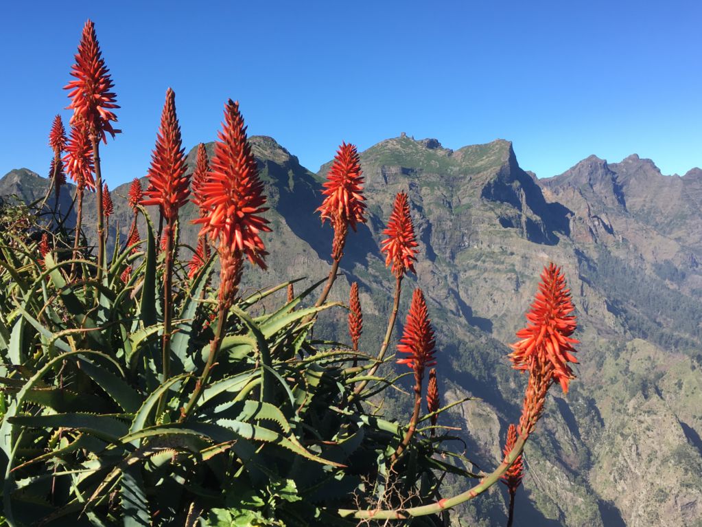 Eira do Serrado miradouro flowers Madeira flowers, Eira do Serrado