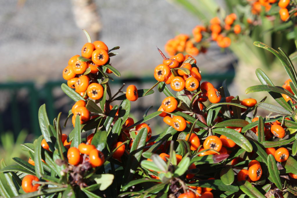 Funchal, Madeira: nature and vegetation Funchal, Madeira: colourful berries