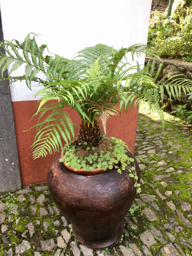 Ribeiro Frio fern Ribeiro Frio fern