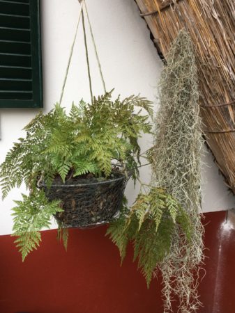 Santana plants
