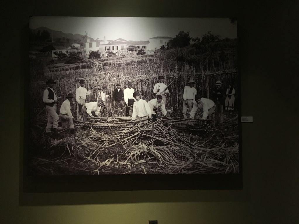 Savoy Saccharum sugar cane history Savoy Saccharum sugar cane history Western Madeira