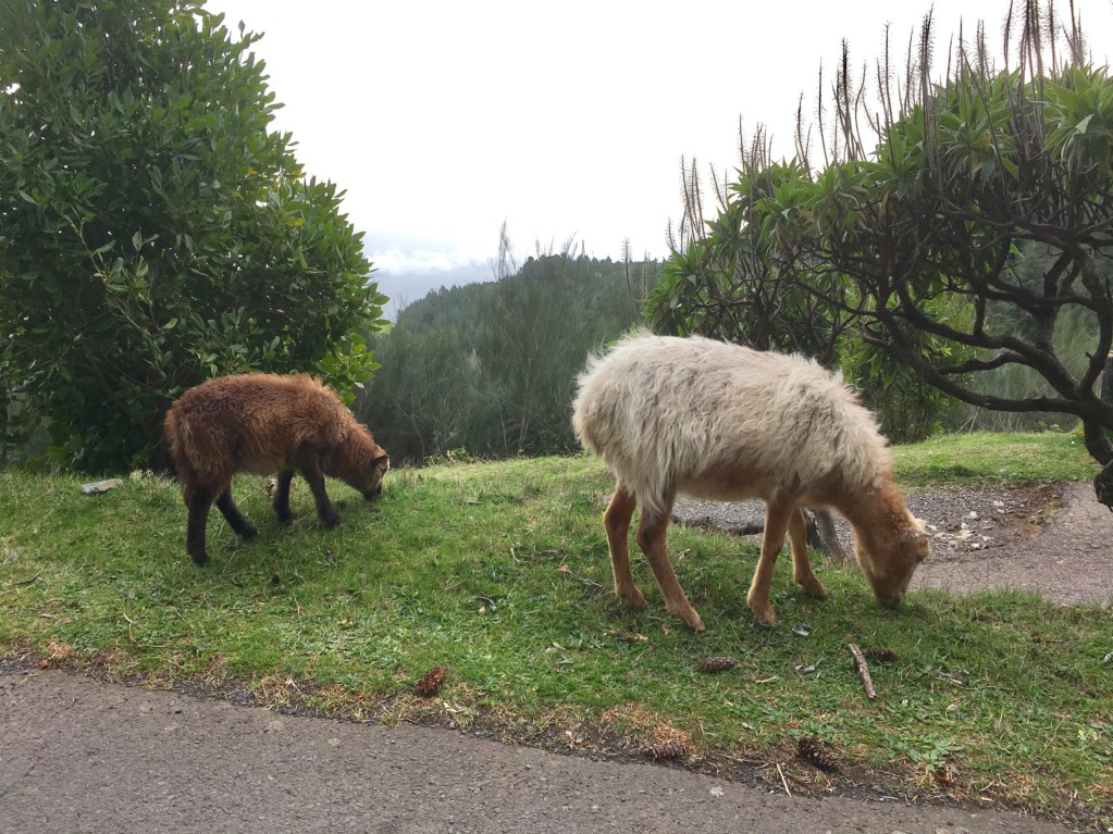 Sheep on the road Funchal to Pico do Arieiro Sheep on the road Funchal to Pico do Arieiro