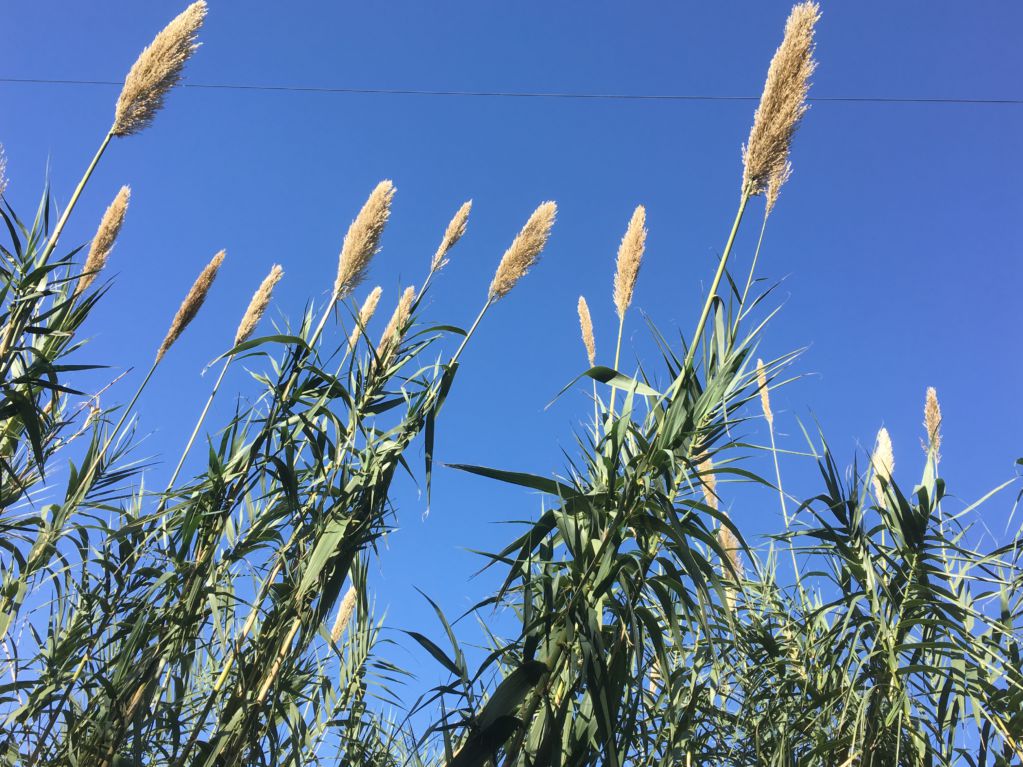 Sugar cane Sugar cane