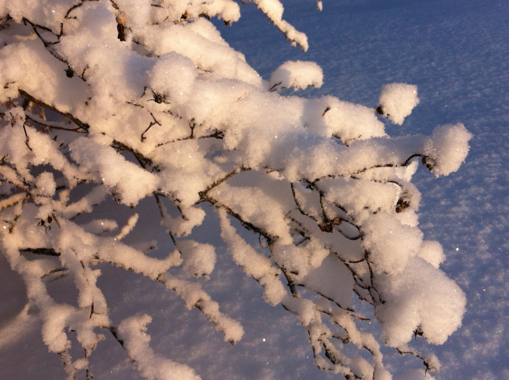 A Finnish garden in winter A Finnish garden in winter