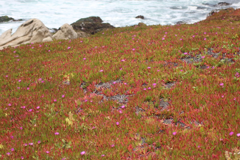 Ice plants along the San Francisco to Monterey drive Ice plants along the San Francisco to Monterey drive