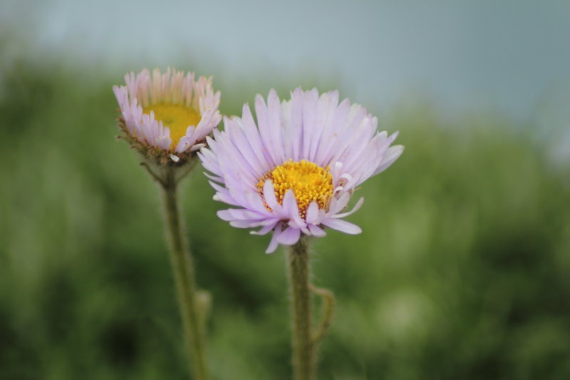 California flowers California flowers