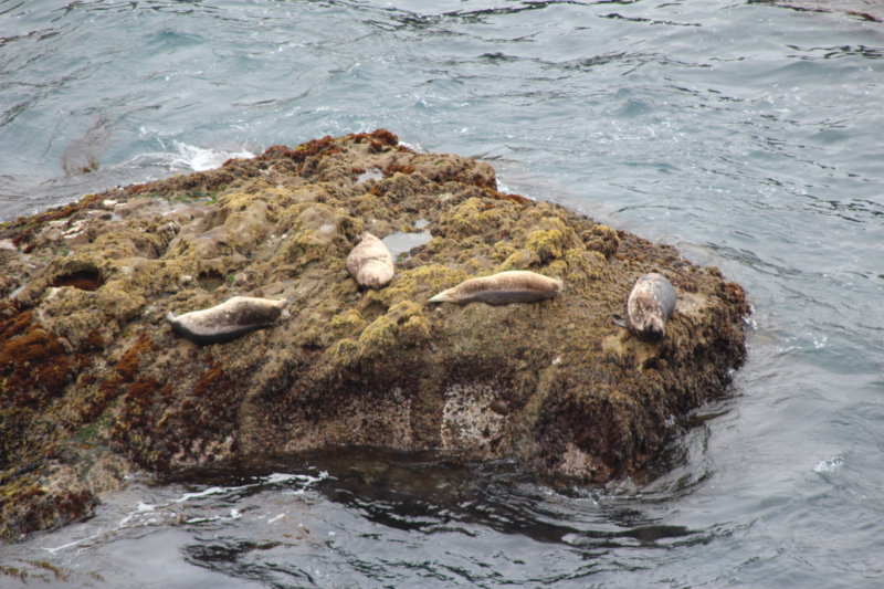 Seals along California's coastal highway 1 Seals along California's coastal highway 1