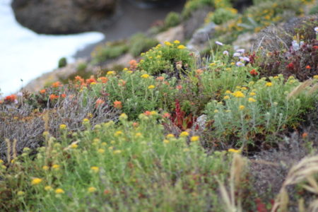 California vegetation