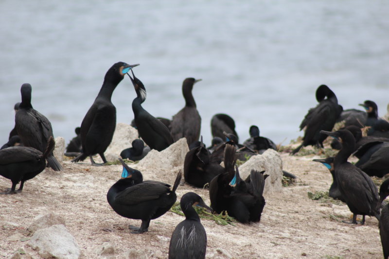 California birds California birds