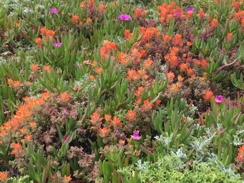 San Francisco to Monterey drive, Califronian flowers San Francisco to Monterey: Californian flowers