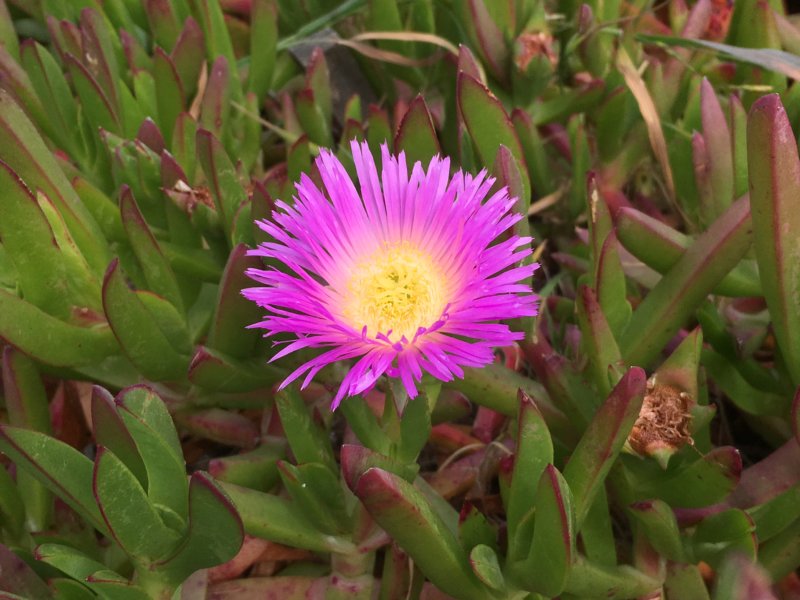 Pink Californian ice plant Pink ice plant
