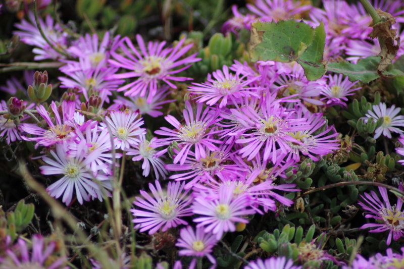 San Francisco to Monterey flowers San Francisco to Monterey flowers