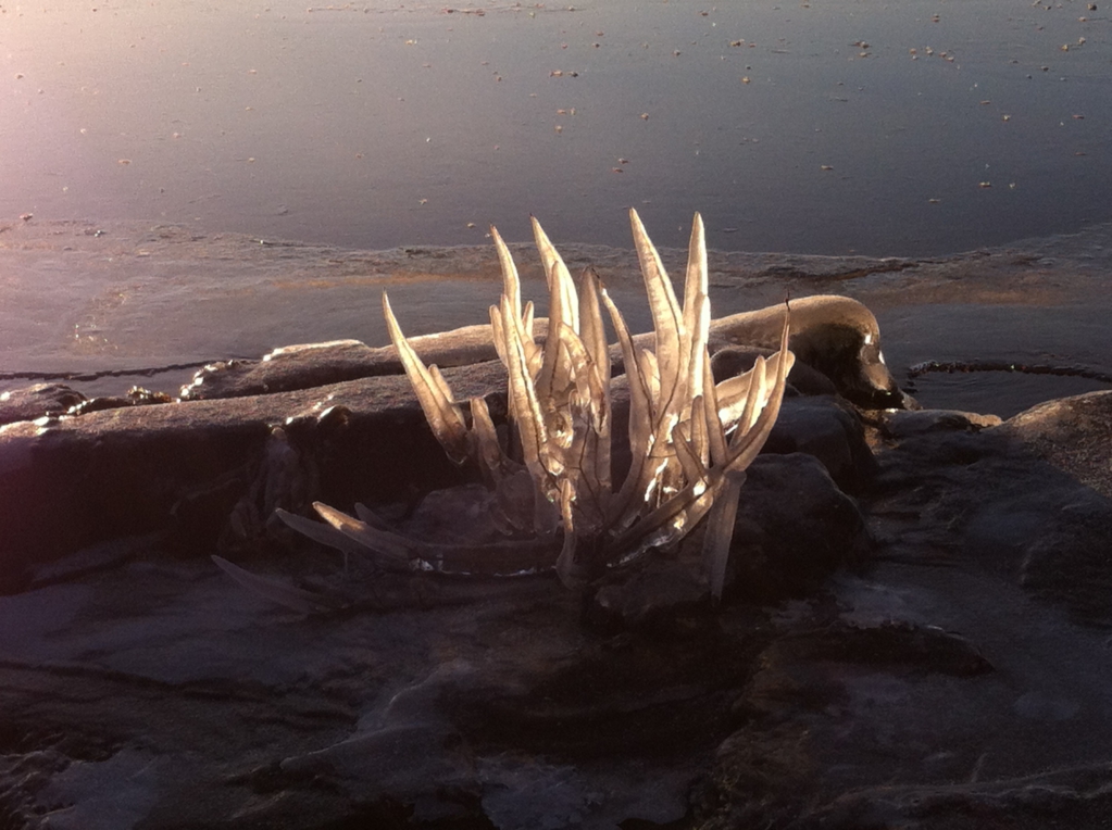 Winter in Finland, frozen twigs Winter in Finland, frozen twigs