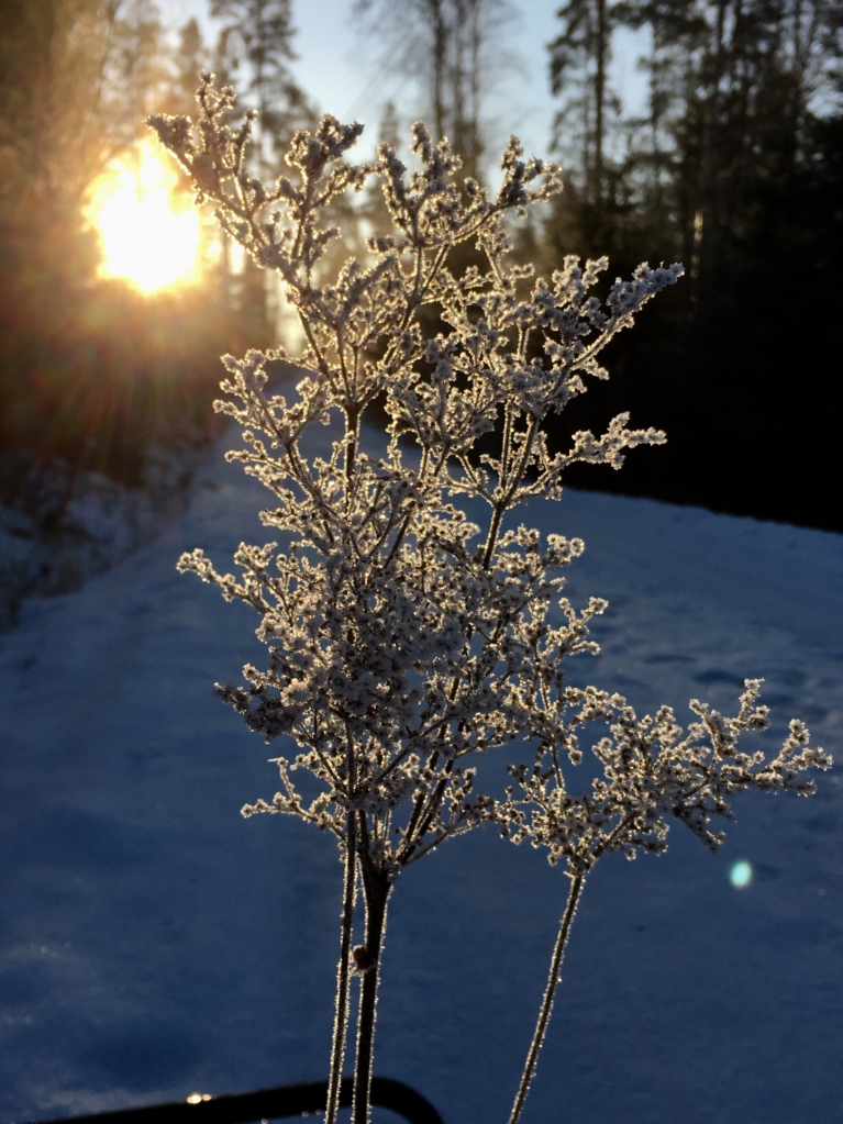 Winter nature in Finland, a frozen flower Winter nature in Finland, a frozen flower