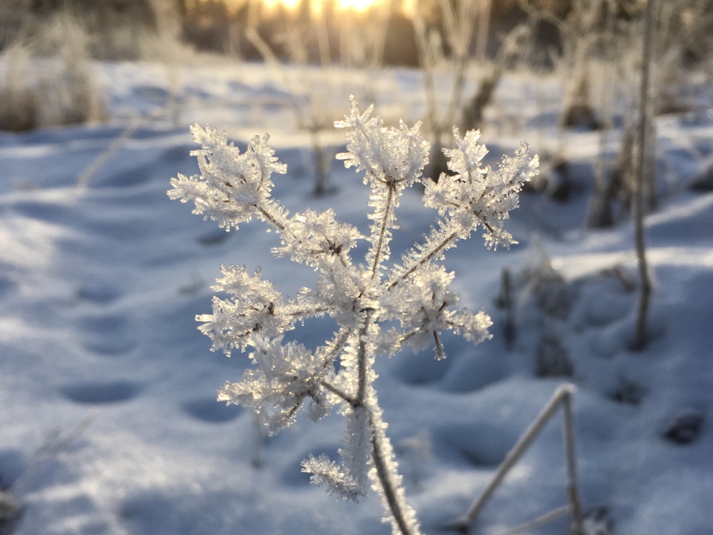 Winter nature in Finland, a frozen meadow flower Winter nature in Finland, a frozen meadow flower