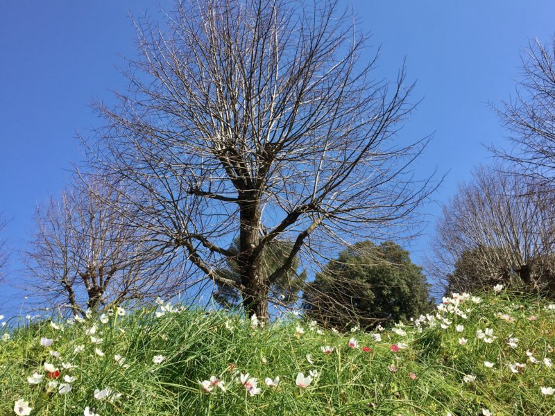 Florence in one day: Boboli Gardens Giardino di Boboli, Florence in one day