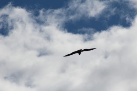 Southern Konnevesi National Park osprey A Konnevesi osprey