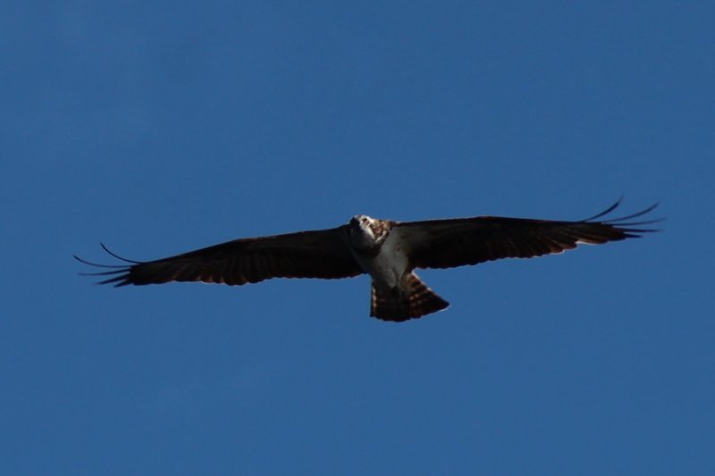 Southern Konnevesi National Park osprey Southern Konnevesi National Park osprey