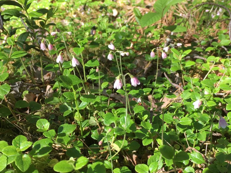Konnevesi twinflowers Konnevesi twinflowers