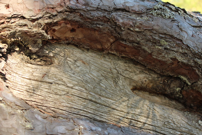 Lanstu tree carvings, Southern Konnevesi National Park Lanstu, Southern Konnevesi National Park