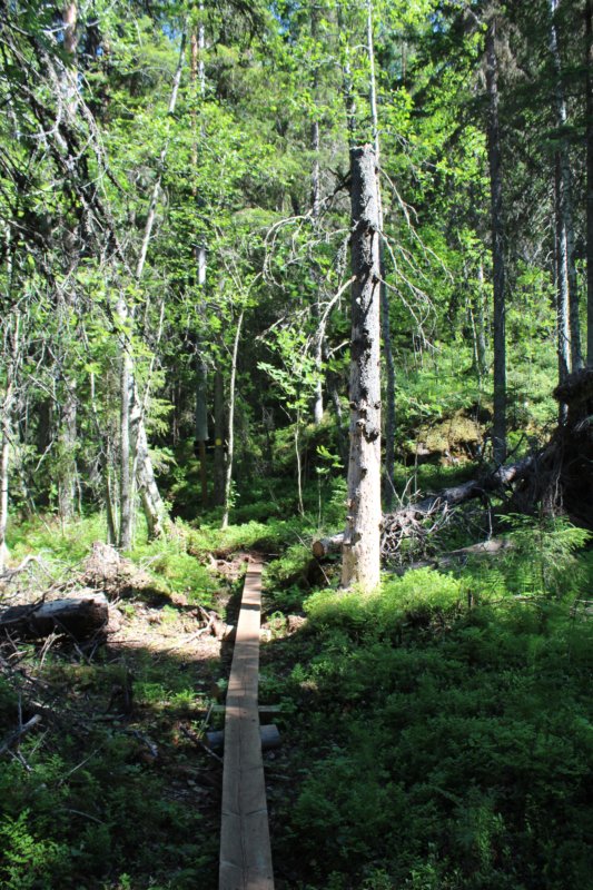 Loukkuvuori hiking trail, Konnevesi Loukkuvuori hiking trail, Konnevesi