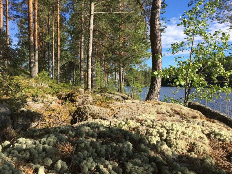 Majaniemi cottage surroundings Majaniemi cottage surroundings