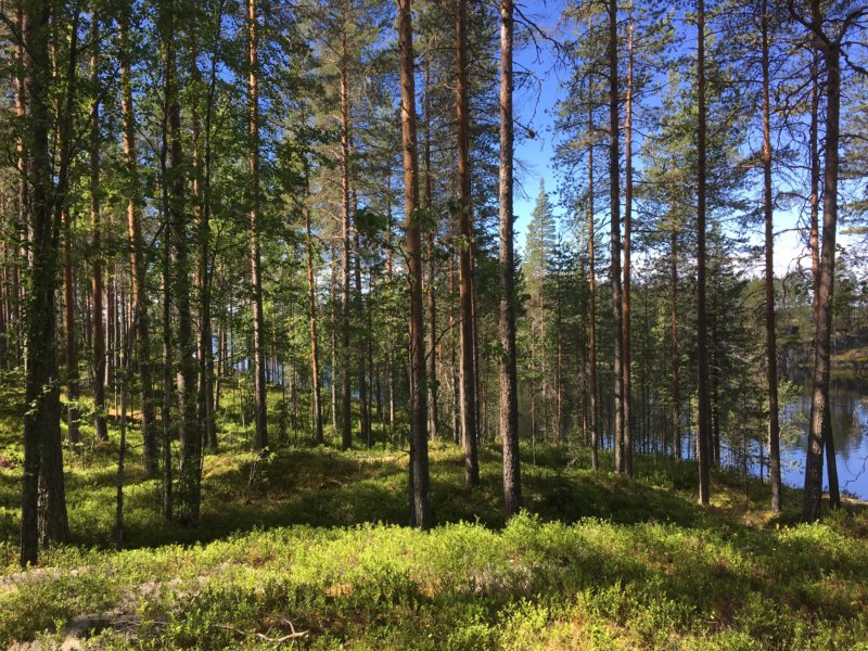 Southern Konnevesi National Park forest Southern Konnevesi National Park forest