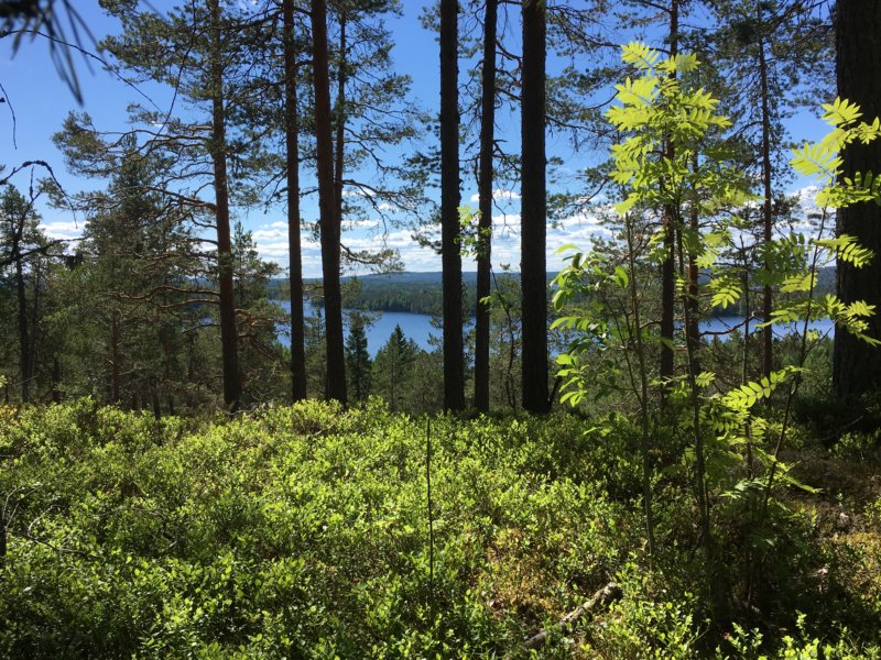 Loukkuvuori, Southern Konnevesi National Park Southern Konnevesi National Park, Loukkuvuori view