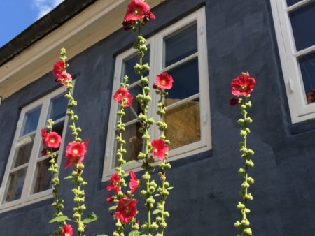 Aalborg Old Town flowers