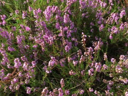 Dune heather, North Jutland