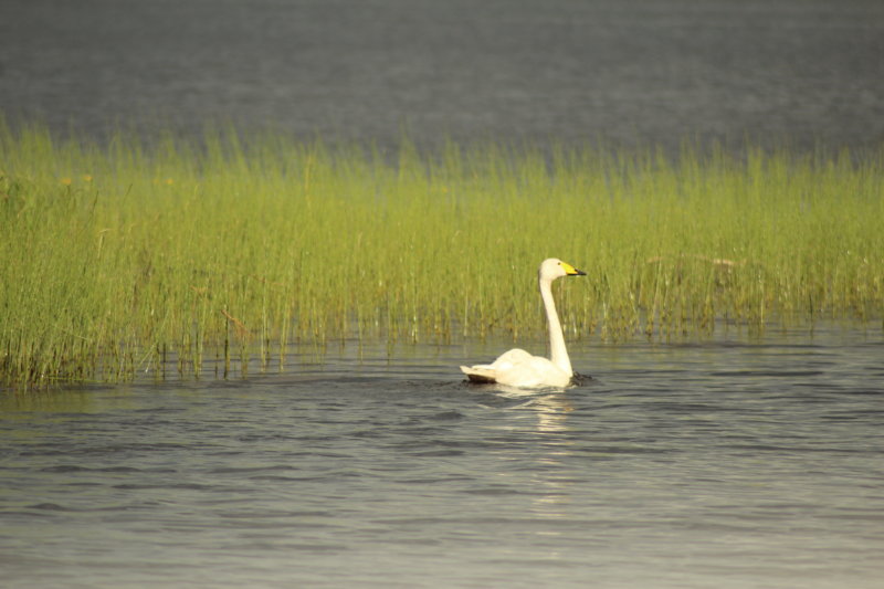 Lake Näsijärvi swan Lake Näsijärvi swan