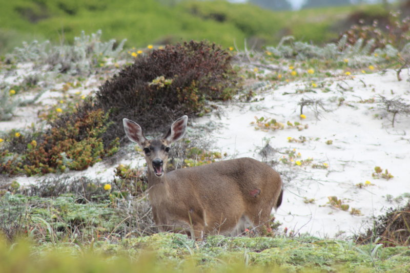 17-Mile Drive deer 17-Mile Drive deer