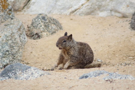 17 Mile Drive beach life