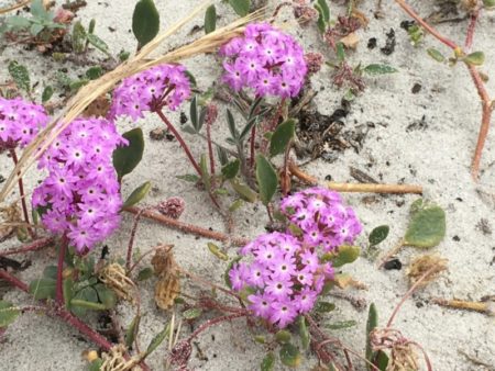 17 Mile Drive Ocean shore vegetation