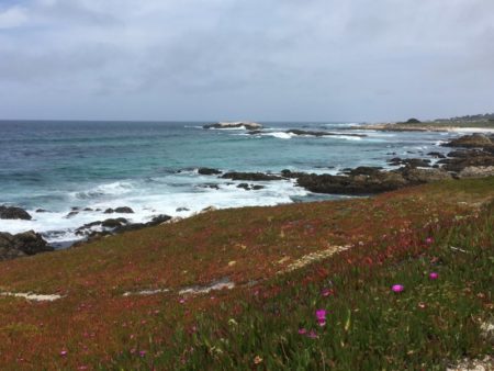 17 Mile Drive shoreline and ice flowers