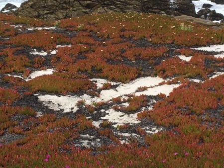 17 Mile Drive shoreline vegetation
