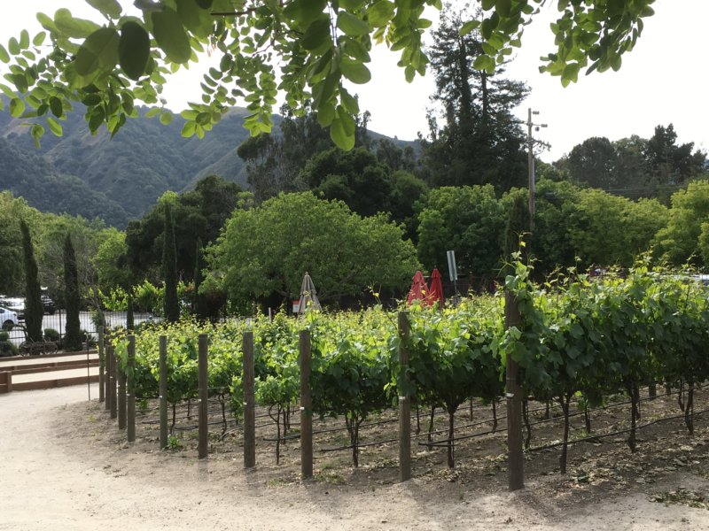 Carmel Valley vineyard Carmel Valley vineyard