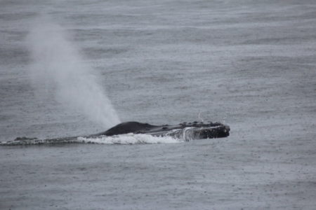 Monterey Bay whale
