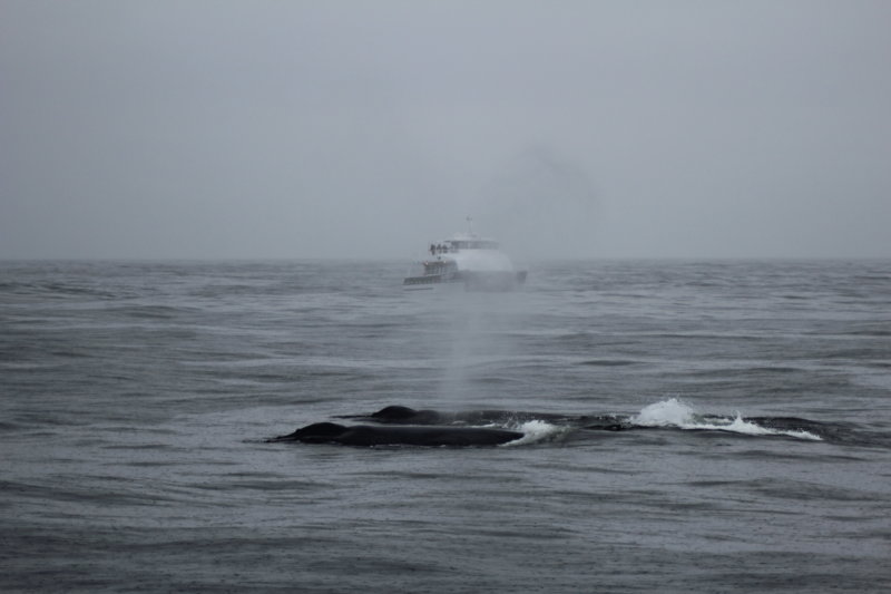 Monterey Bay whale cruise Monterey Bay whale cruise