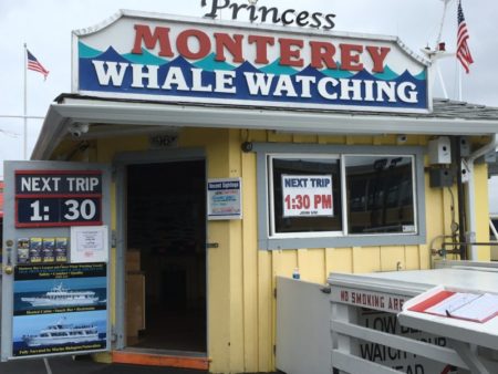 Monterey Whale Watching