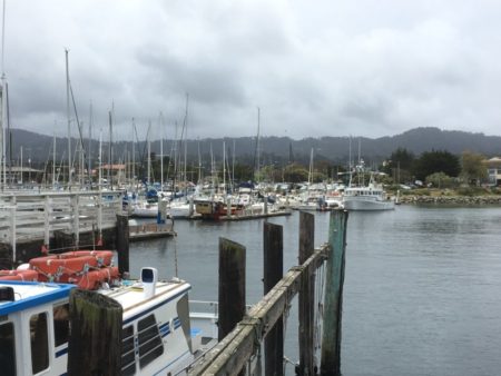 Monterey whale watching cruises from the pier