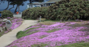 Pacific Grove ice plants