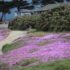 Pacific Grove ice plants