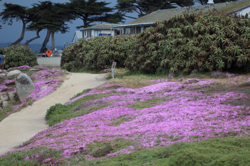 Pacific Grove ice plants Pacific Grove ice plants