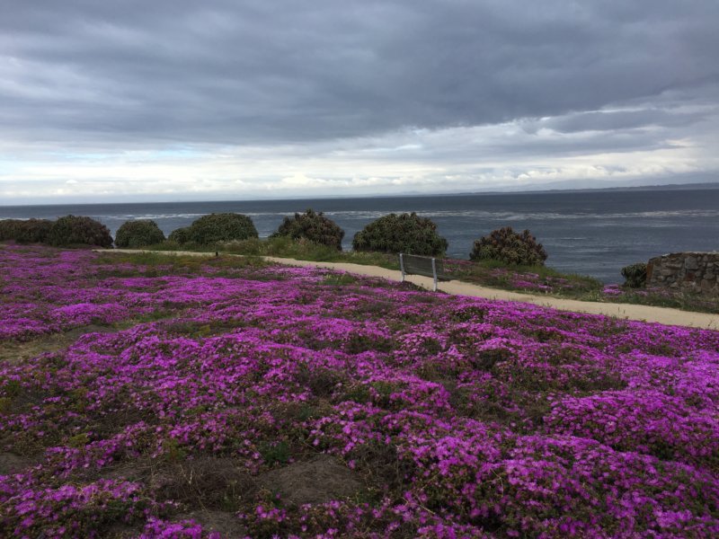 Pacific Grove ice plants and the ocean Pacific Grove ice plants and the ocean