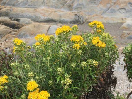 Point Lobos flowers