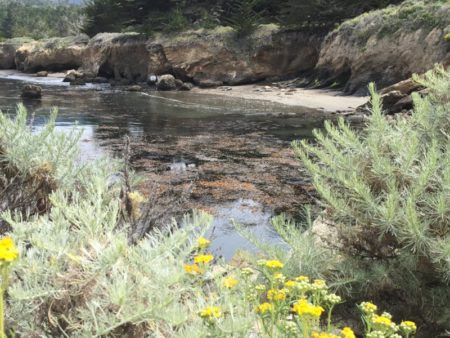 Point Lobos State Park seals on beach
