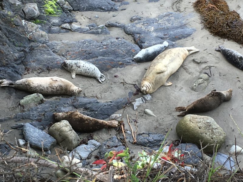 Point Lobos State Natural Reserve seals Point Lobos State Natural Reserve seals